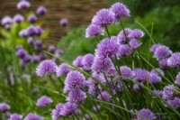 Allium schoenoprasum - chives - June