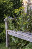 Wooden garden bench overgrown with flowers, Knapweed, fern and Euphorbia