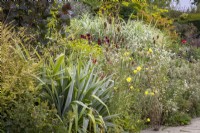 Astelia chathamica syn A.nervosa var. chathamica Silver Spear with Lonicera nitida 'Baggesen's Gold', Oenothera biennis - evening primrose - and teasels in the Long Border at Great Dixter