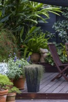 A collection of pots on a timber deck in a shady garden. Trailing Casuarina glauca 'Cousin It' next to blue-flowered Salvia. Beyond, the red flowers of Russelia equisetiformis and Asparagus - Foxtail fern - in pot.