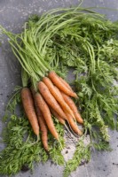Carrot 'Mokum'

