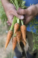 Carrot 'Royal Chantenay 3'

