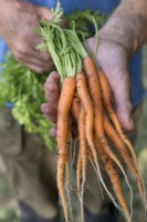 Carrot 'Tendersnax'
