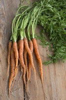 Carrot 'Tendersnax'

