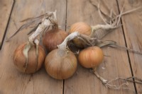 Onion 'Santero'
