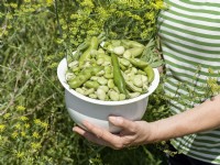 Vicia faba var. major mix in pot, summer August