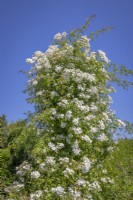 Rosa filipes 'Kiftsgate' growing over an old tree stump