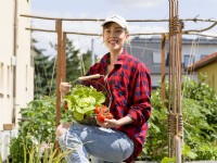 Young woman holding a wire trug of tomatoes and lettuce in urban vegetable garden, summer August