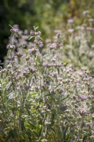 Phlomis italica - Balearic Island sage