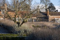 An apple tree, Malus domestica, surrounded by lavender takes centre stage in the kitchen garden at Redisham Hall Nursery.