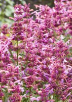 Agastache rugosa Rosie Posie, summer August