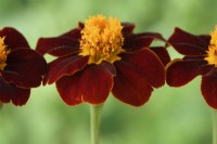 Tagetes patula  'Red Knight'  French marigold  August