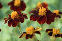 Tagetes patula  'Red Knight'  French marigold  August