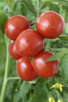 Solanum lycopersicum var. lycopersicum  'Principe Borghese'  Plum tomato  Syn. Lycopersicon esculentum  September