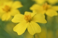 Tagetes  'Lemon Gem'  Signet marigold  September