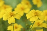 Tagetes  'Lemon Gem'  Signet marigold  September