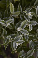 Sarcococca 'Confusa' in flower with frost on leaves. Winter. February.