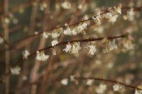 Lonicera x purpusii 'Winter Beauty' in flower. Winter. February.