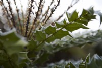Mahonia media 'Charity' foliage with frost. February. Winter.