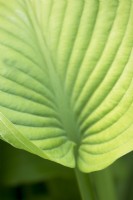 Hosta 'green acres'