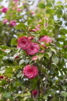 Camellia japonica 'Madame Lebois'.
Parco delle Camelie, Camellia Park, Locarno, Switzerland