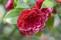 Camellia japonica 'Auguste Delfosse'.
Parco delle Camelie, Camellia Park, Locarno, Switzerland
