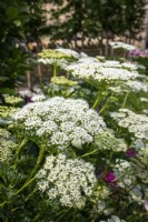 Cenolophium denudatum - Baltic parsley - June