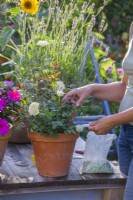 Woman adding fertiliser to pot grown Rose.