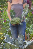 Harvesting Calabrese 'Quinta'.