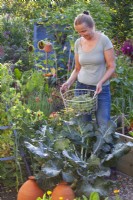 Woman holding wire basket with harvested Calabrese 'Quinta'.