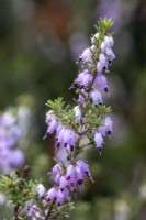 erica x darleyensis f. aureifolia 'Mary Helen'