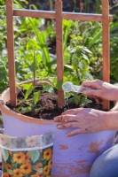 Planting Thunbergia in a container. Adding fertilizer over the surface around planted plants.