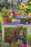 Display of containers with Lantana, Verbena, Surfinia, Scaevola, Impatiens, Fuchsia and others.