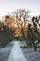 Grass path framed by an avenue of old espaliered apple trees in the Kitchen Garden of Hergest Croft on a frosty January morning