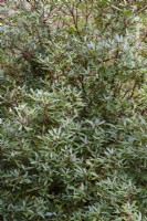 Tasmannia lanceolata, the mountain pepper, in January