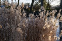 Miscanthus sinensis, glowing in the winter sun by the frozen pond.