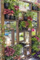 A wooden partition wall with vertical garden in pots planted with Erigeron karvinskianus, Polypodium vulgaris, Heuchera 'Peach Flambe', Trachelospermum jasminoides and decorated with lanterns.