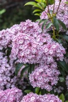 Kalmia latifolia fo. fuscata 'Moyland', Mountan Laurel in June