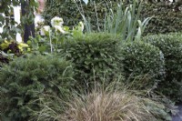 Yew and privet topiary with Anemanthele lessoniana (syn. Stipa arundinacea)
