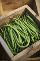 Harvested dwarf beans in a small wooden crate