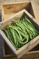 Harvested dwarf beans in a small wooden crate