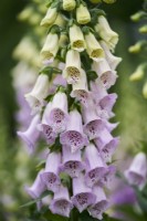 Digitalis purpurea Excelsior Group 