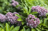 Kalmia latifolia fo. fuscata 'Carousel', Mountain Laurel in June