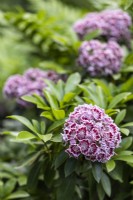 Kalmia latifolia fo. fuscata 'Carousel', Mountain Laurel in June