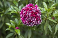 Kalmia latifolia 'Kaleidoscope', Mountain Laurel in June