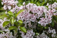 Kalmia latifolia 'Peppermint', Mountain Laurel in June 