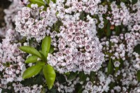 Kalmia latifolia 'Peppermint', Mountain Laurel in June