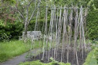 Plant supports at Plot 12 at Hill Close Gardens, May