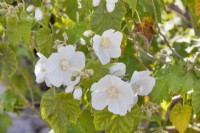 Abutilon vitifolium 'Album', May