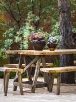 Pots with succulents on reclaimed wooden table in The Nurture Landscapes Garden, Designer: Sarah Price, Gold medal winner Chelsea Flower Show 2023